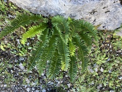 Polystichum lonchitis