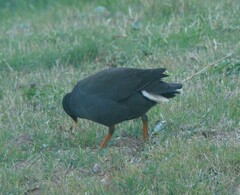Gallinula tenebrosa
