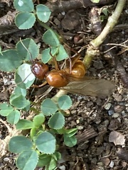Camponotus castaneus