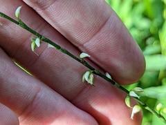 Persicaria virginiana