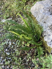 Polystichum lonchitis