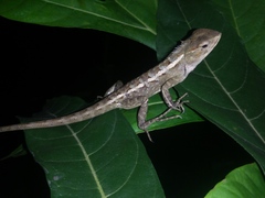 Calotes versicolor