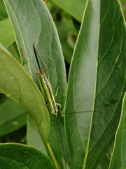 Conocephalus fuscus