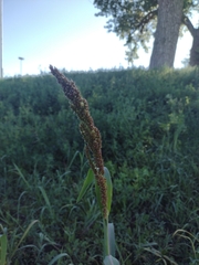 Echinochloa crus-galli