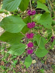 Callicarpa americana