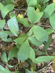 Convallaria