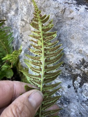 Polystichum lonchitis
