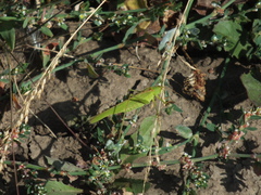 Phaneroptera falcata