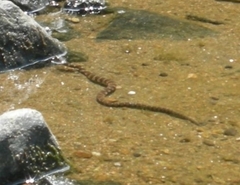 Nerodia sipedon sipedon