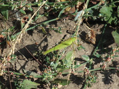 Phaneroptera falcata