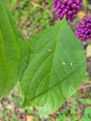 Callicarpa americana