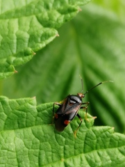 Deraeocoris ruber