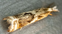 Microcrambus elegans