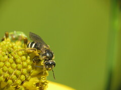 Lasioglossum