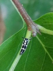 Propylea quatuordecimpunctata