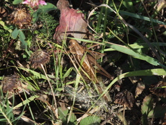 Decticus verrucivorus