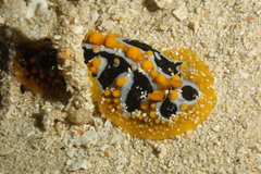 Phyllidia undula