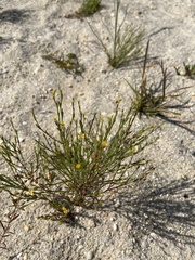 Hypericum gentianoides