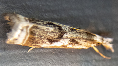 Microcrambus elegans