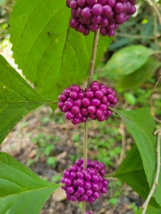 Callicarpa americana