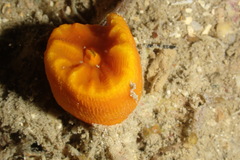 Scleractinia