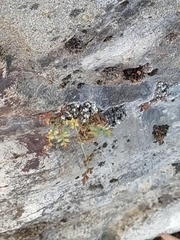 Asplenium ruta-muraria