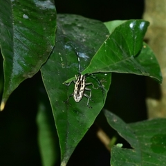 Epepeotes uncinatus
