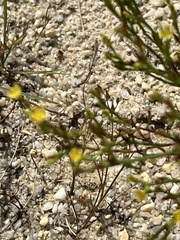 Hypericum gentianoides