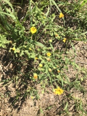 Heterotheca subaxillaris