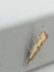 Agriphila inquinatella