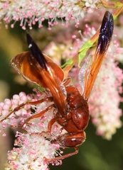 Rhynchium oculatum