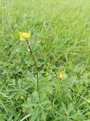 Trollius europaeus