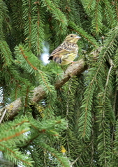 Emberiza citrinella