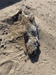 Arctocephalus australis