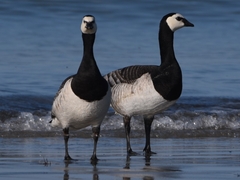 Branta leucopsis