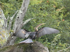 Anhinga anhinga