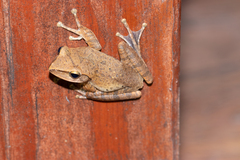 Polypedates megacephalus