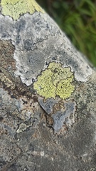 Rhizocarpon