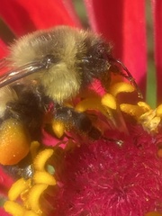 Bombus impatiens