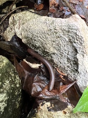 Trigoniulus corallinus