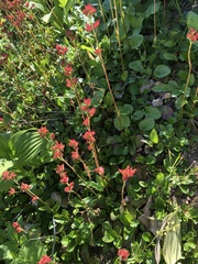 Leptarrhena pyrolifolia