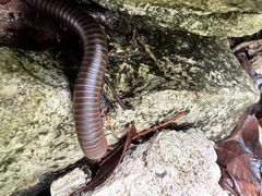 Trigoniulus corallinus