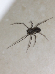 Scytodes globula
