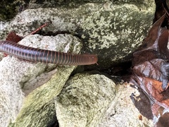 Trigoniulus corallinus