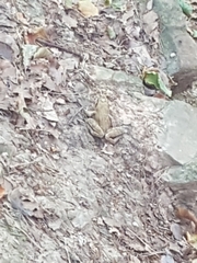Rana