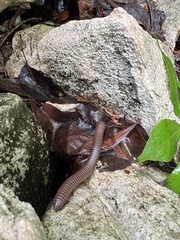 Trigoniulus corallinus