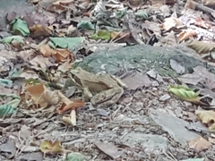 Rana