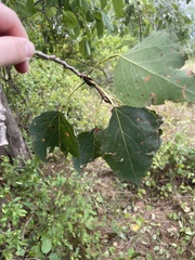 Populus tremuloides