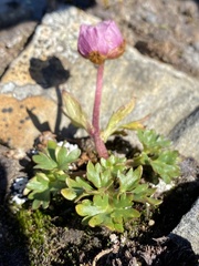 Ranunculus glacialis