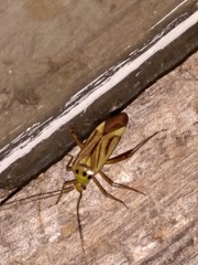 Adelphocoris quadripunctatus